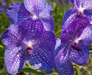 teletubbie_orchids.jpg