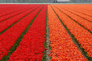 red_orange_tulips.jpg